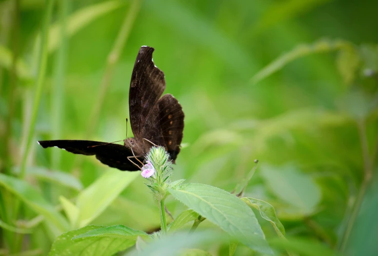 a brown erfly on a green leafed plant