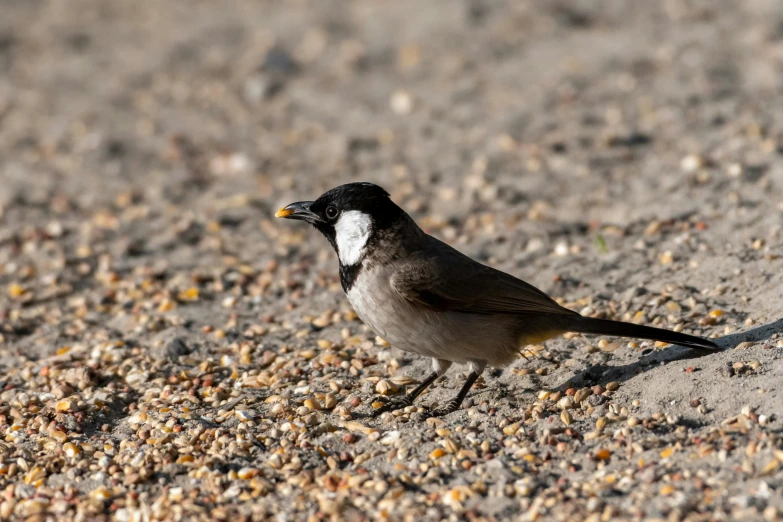 a small bird on gravel, looks at soing