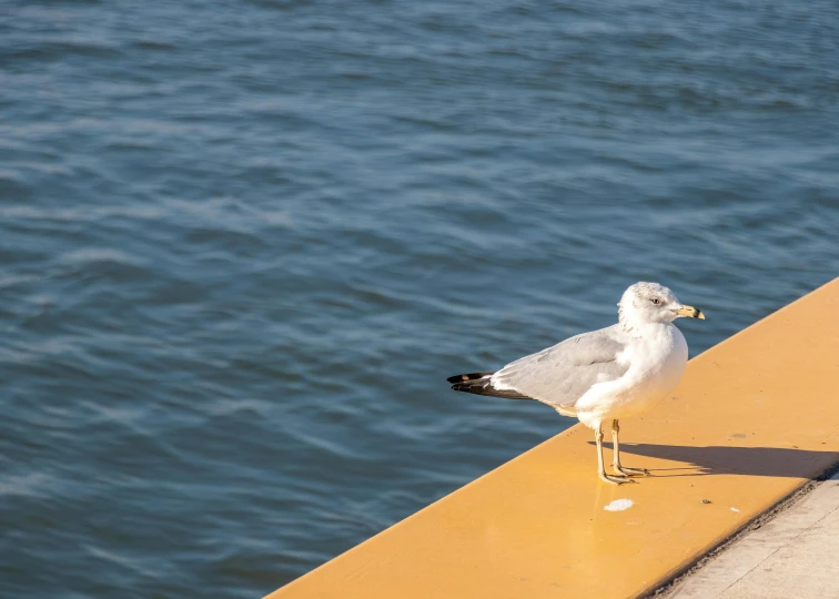 a seagull standing next to the water on the side of a bridge