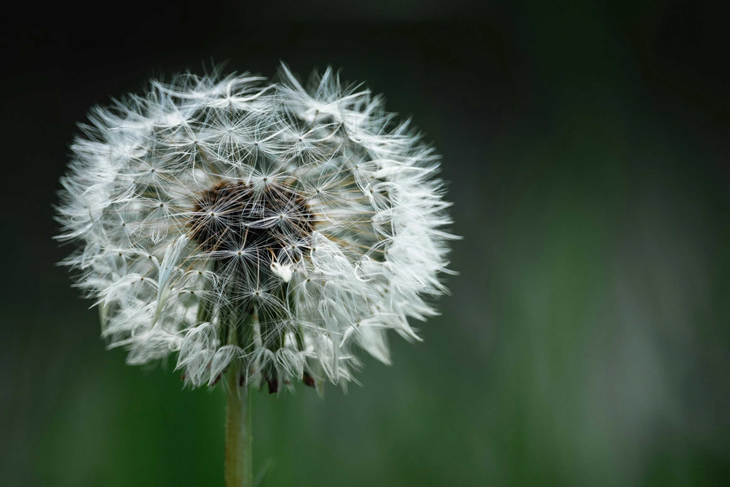 a white dandelion flower is on a grassy stalk