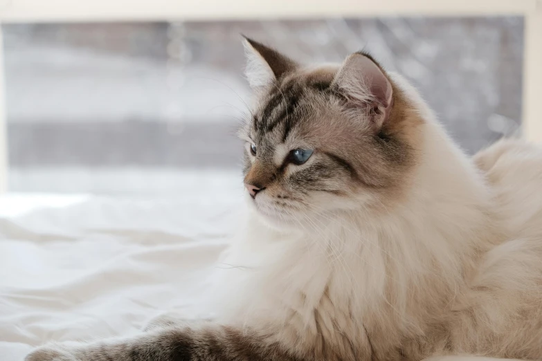 the cat is laying on the bed with a blurry window