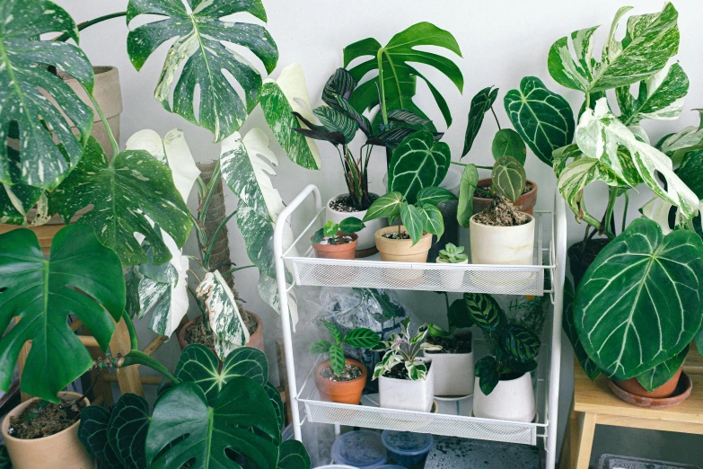 a display case with lots of different potted plants