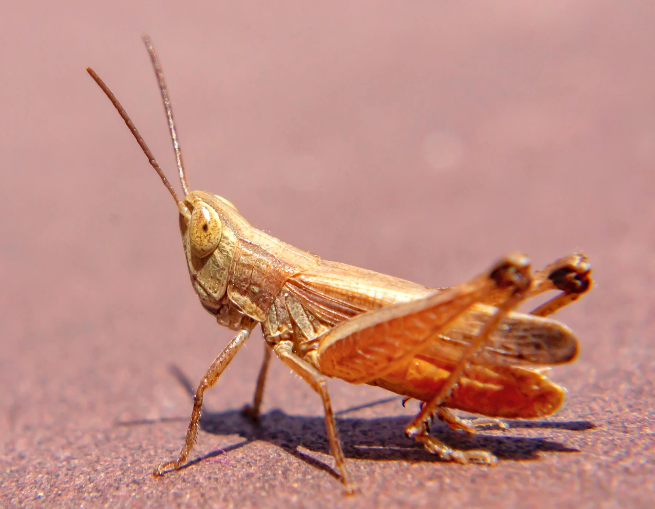 a small brown bug is standing on a white surface