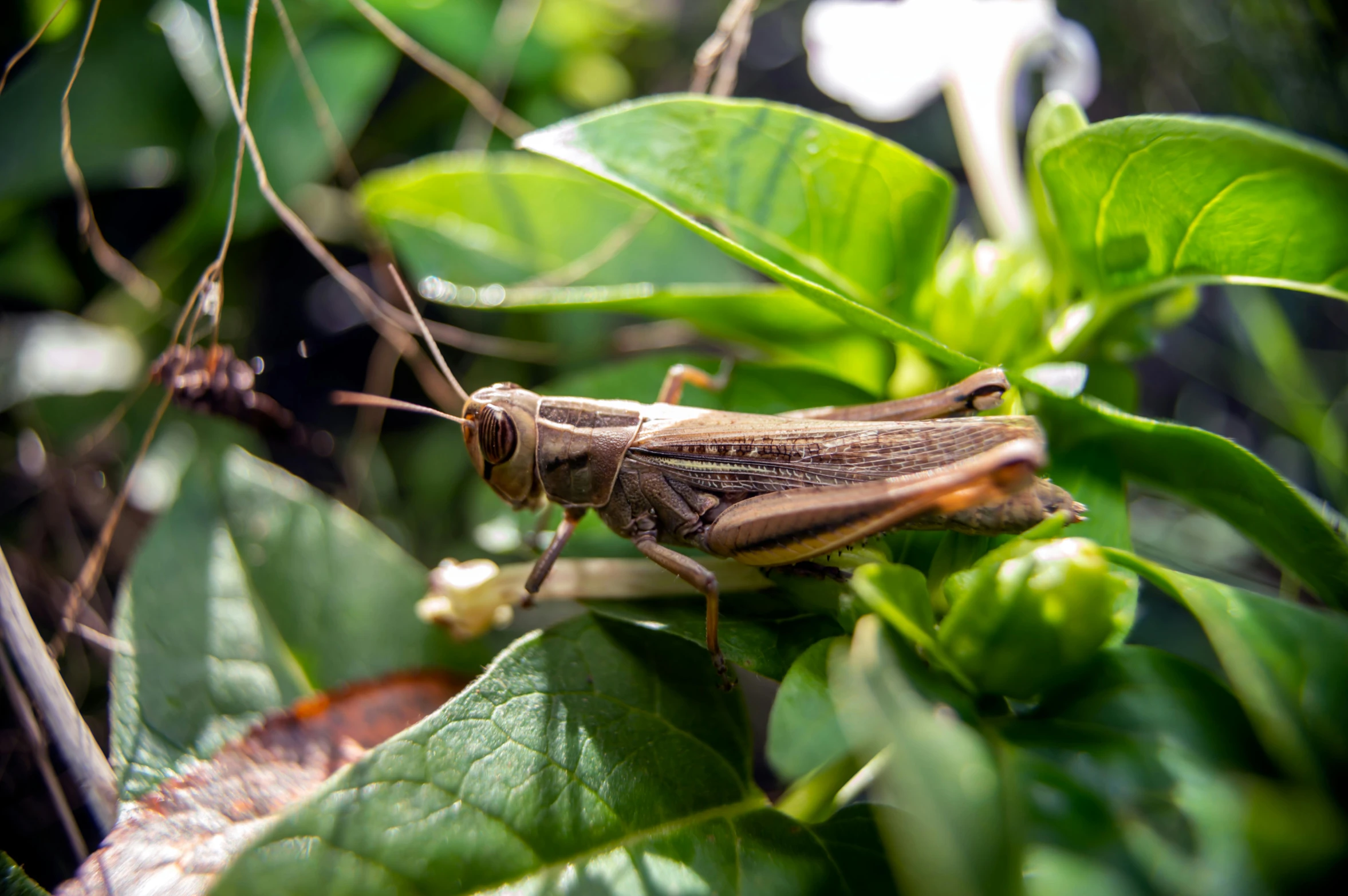 a grasshopper that is sitting on the leaves