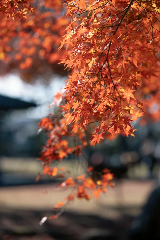 a tree is displaying orange leaves at the fall