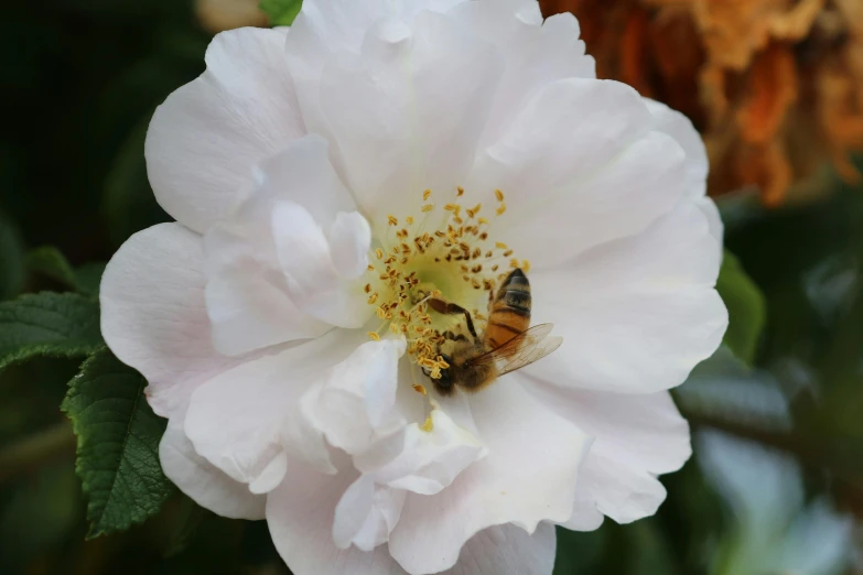 a bee sitting inside of a white rose