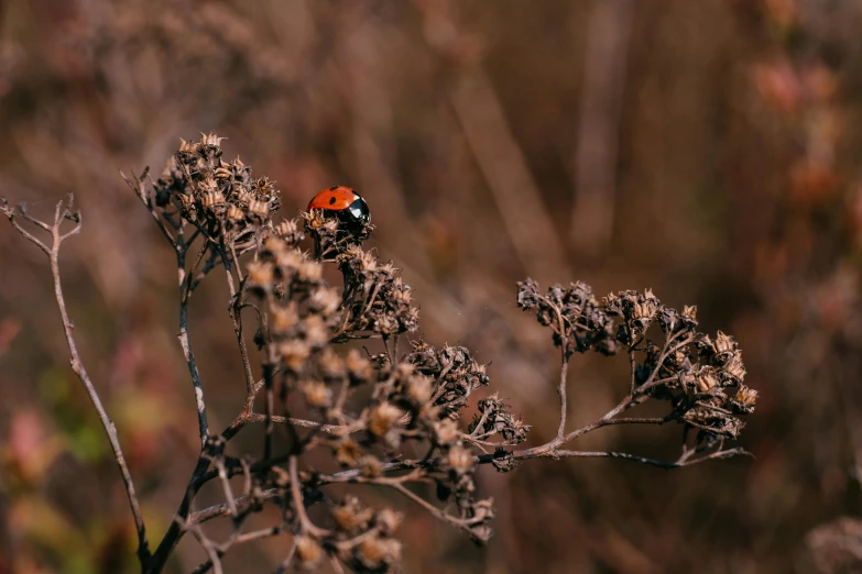 an orange ladybug sits on a dry flower