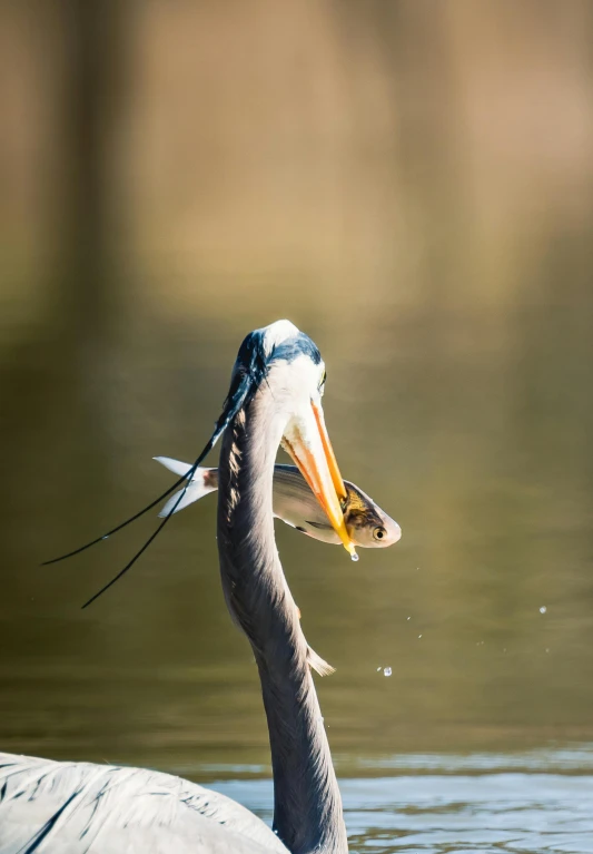 a bird has its beak full and is about to strike a fish