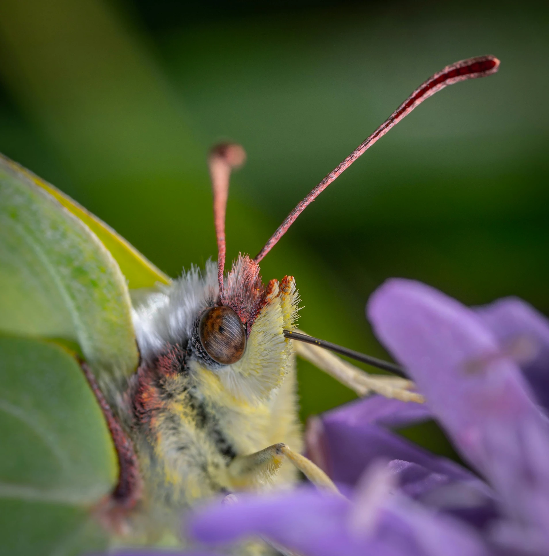 a close up view of a small insect on purple flowers