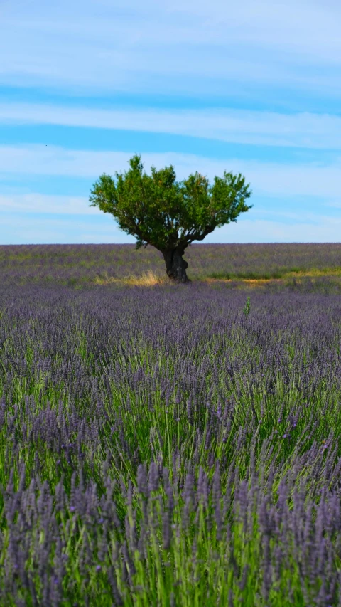 a lone tree surrounded by many flowers on a blue sky day