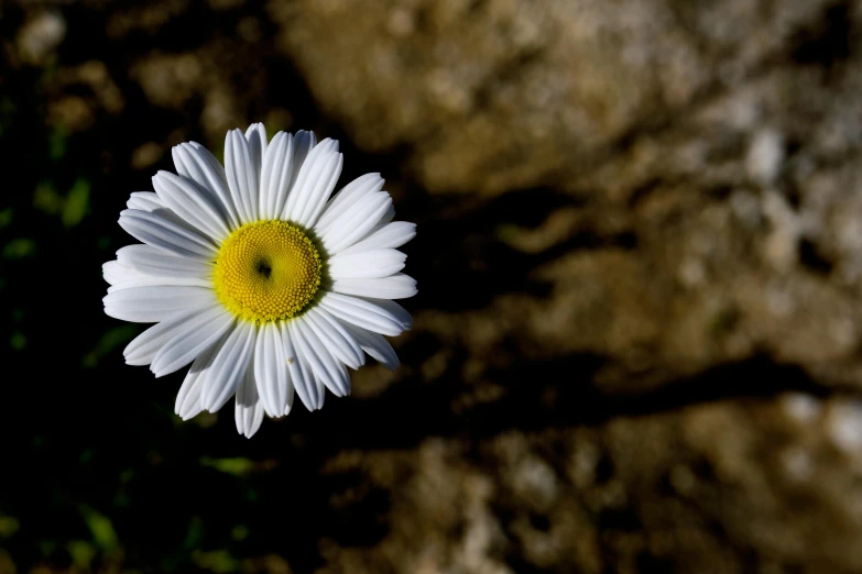 a white flower is on the ground near rocks