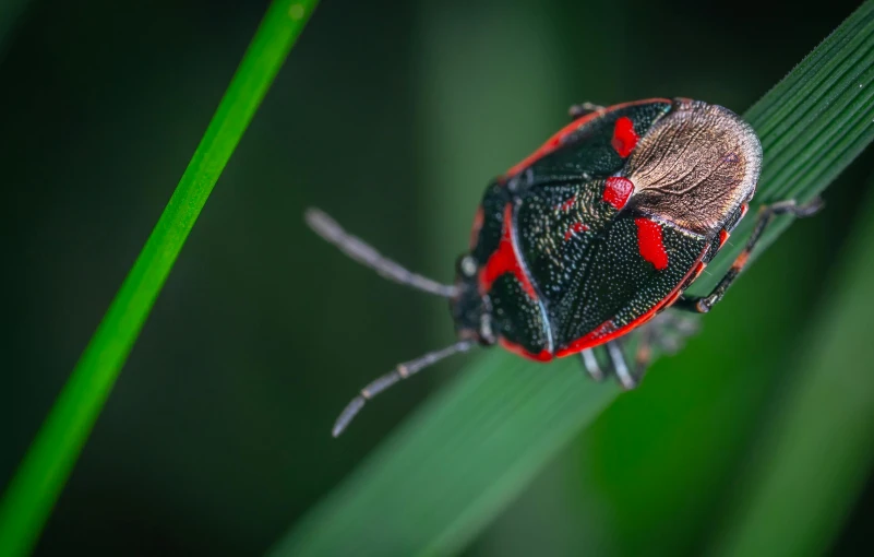 red and black bug on a green leaf