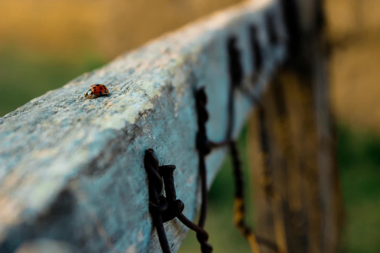 a little bug that is on top of a bench