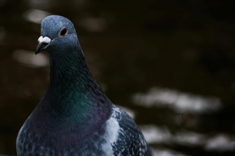 a pigeon standing next to a lake with snow