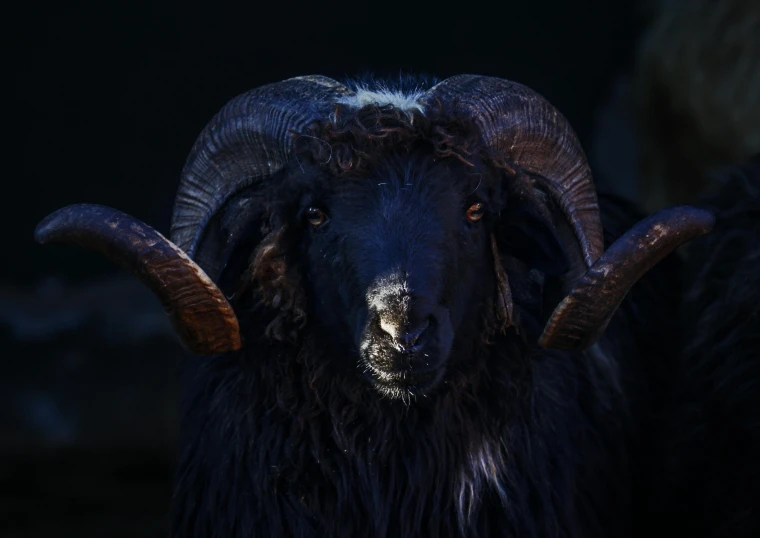 a ram with huge horns is staring towards the camera
