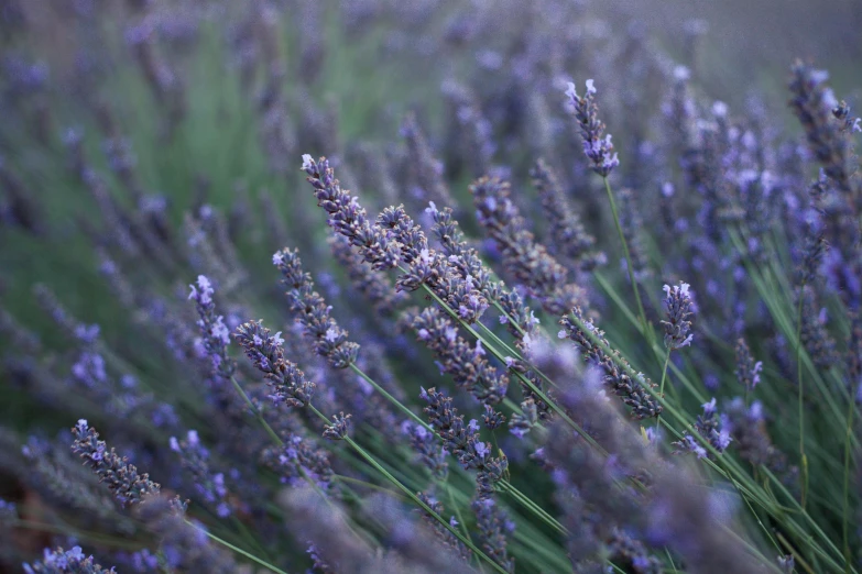 lavender flower in bloom with long stems in background