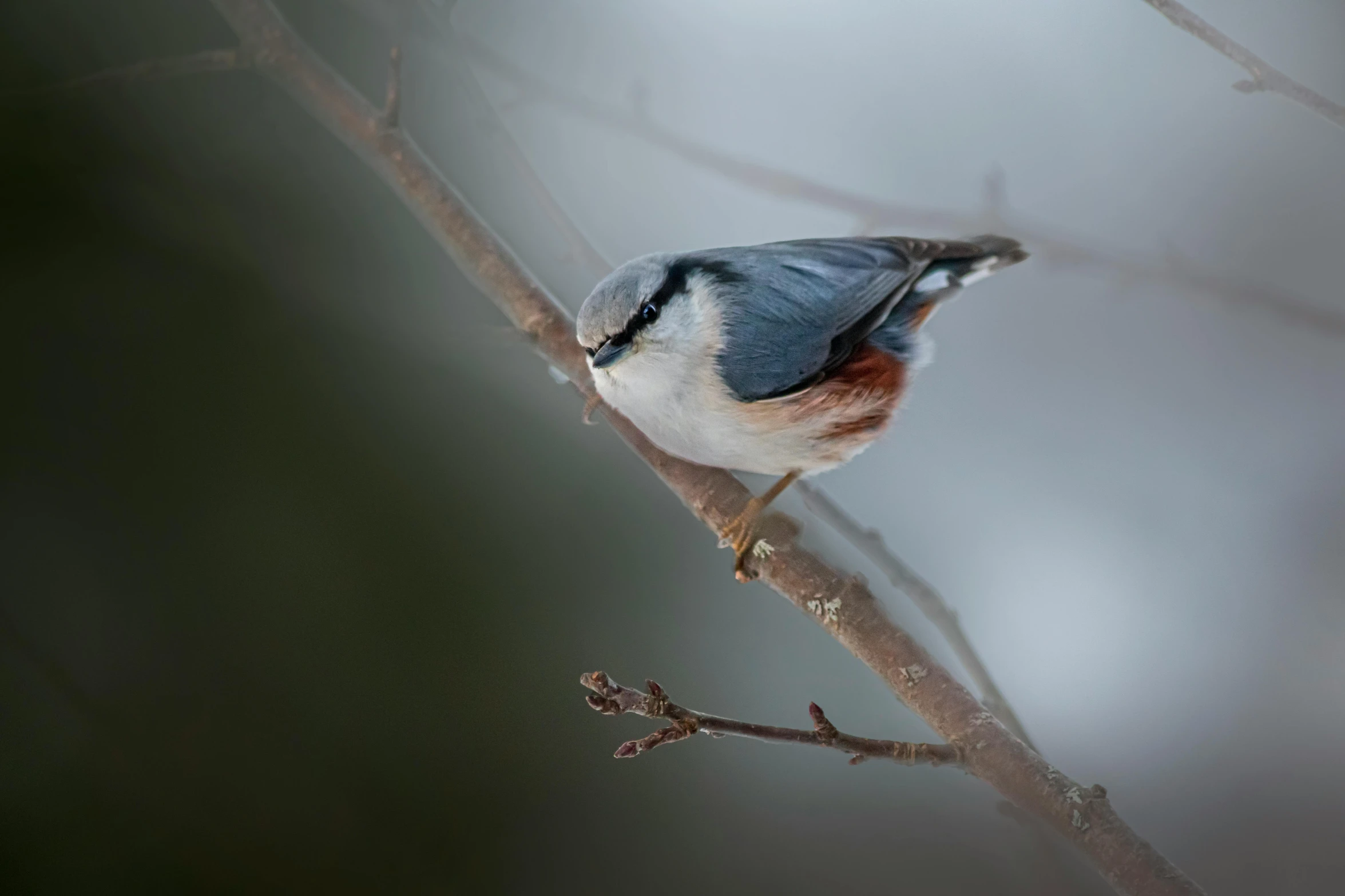 a small bird sitting on a bare nch