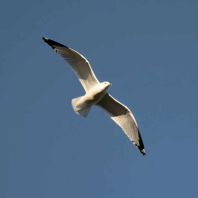 the white seagull flying with it's wings open