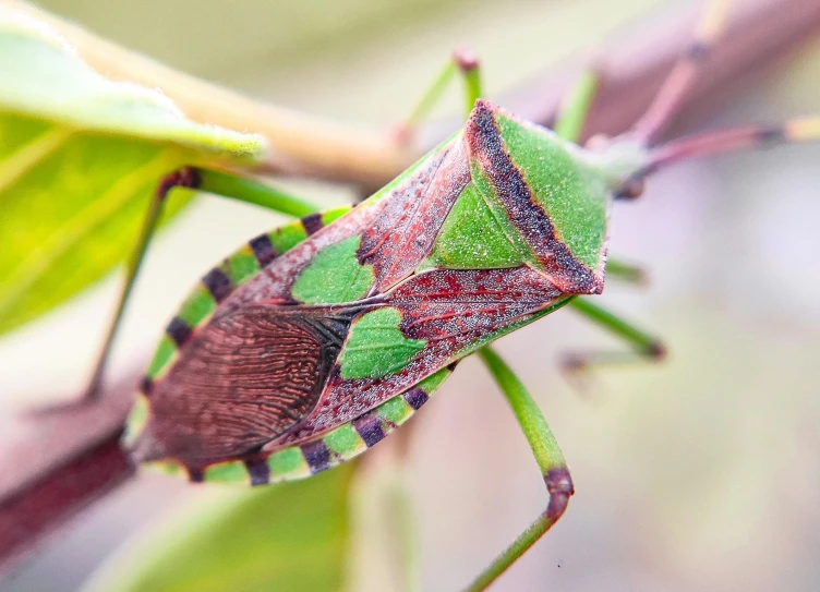 a close up of a large green bug