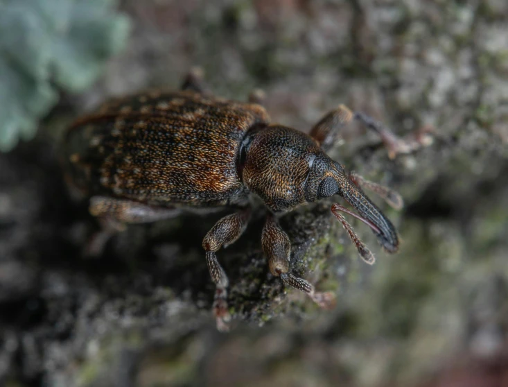 a bug that is laying on the ground