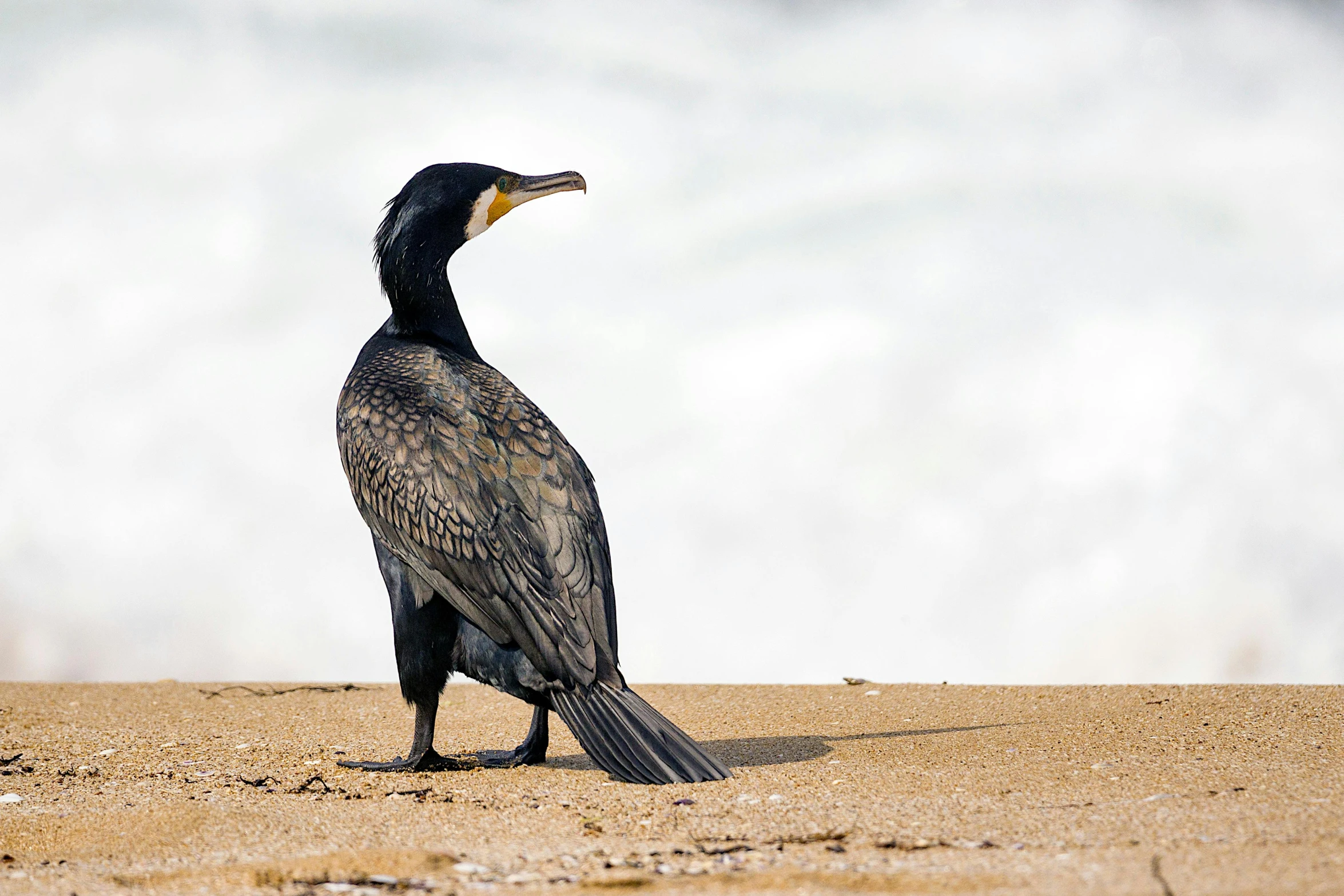 there is a bird standing on the sand