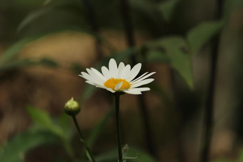 there is a white flower with yellow center in the middle