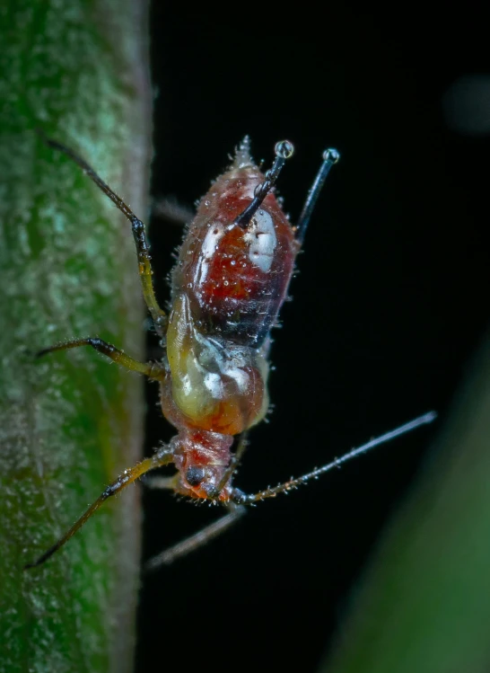 a small bug is on the side of a plant