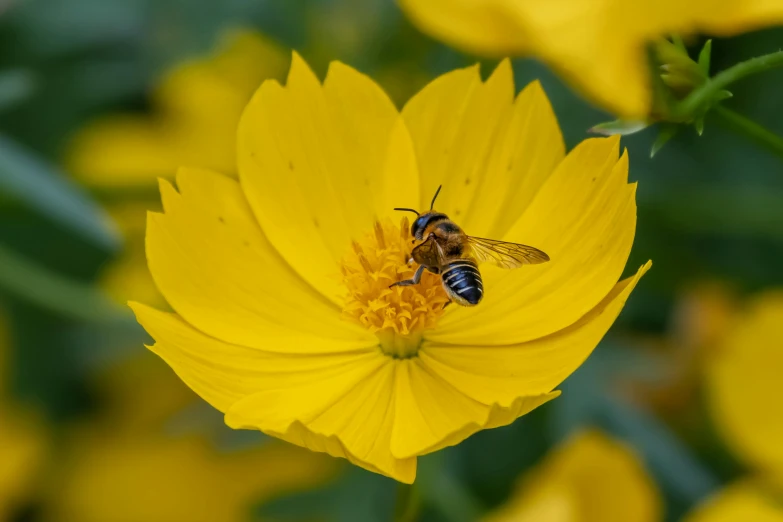 there is a bee that is sitting on top of the flower