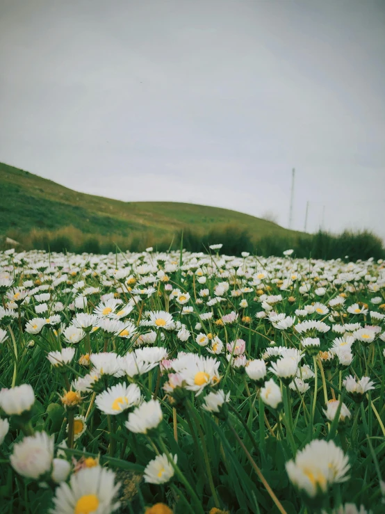 the field is full of beautiful white and yellow flowers