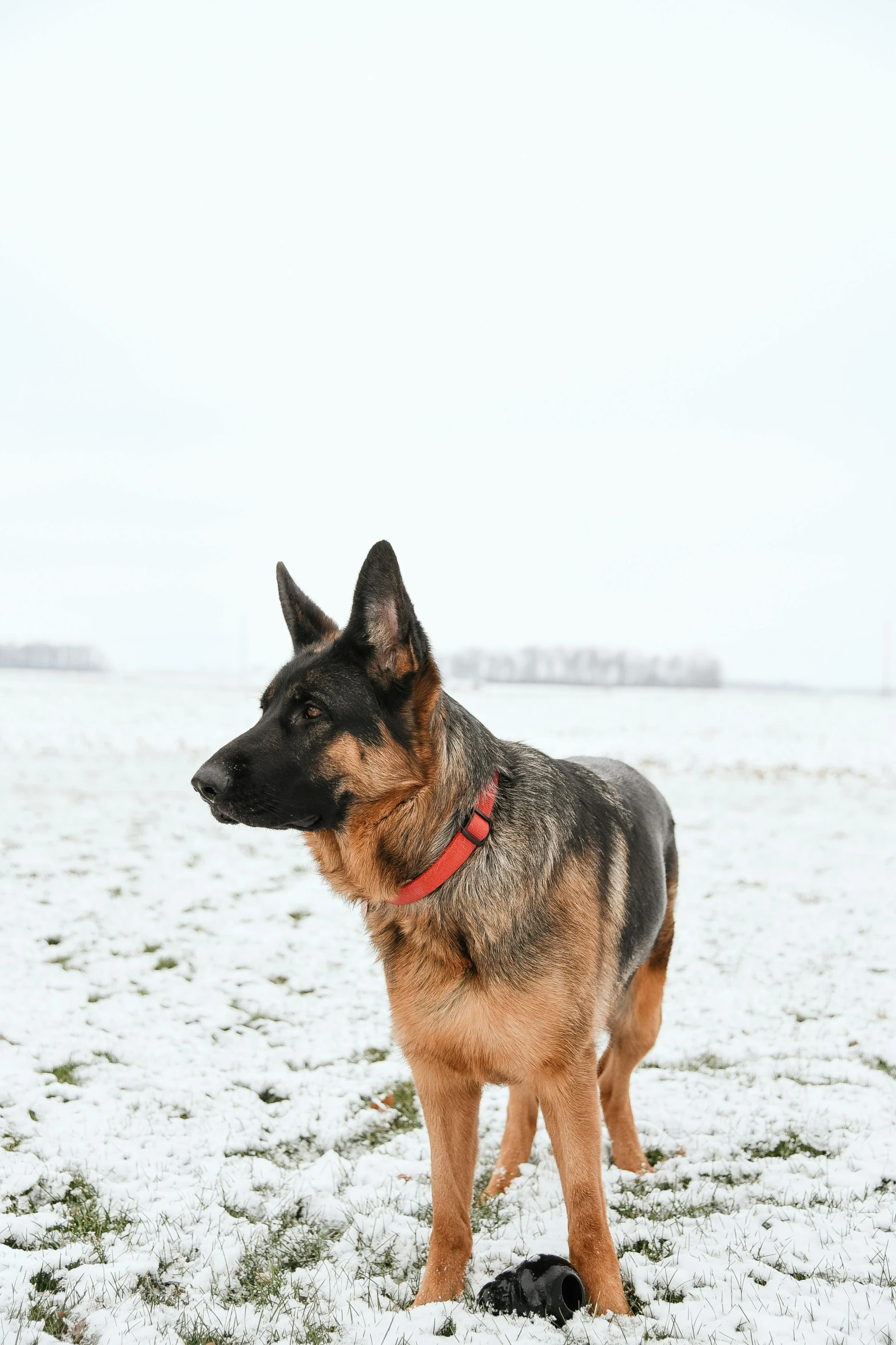 a dog standing in the snow on a field