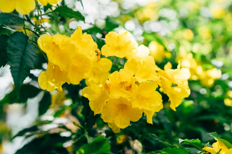 a plant with very bright yellow flowers on it