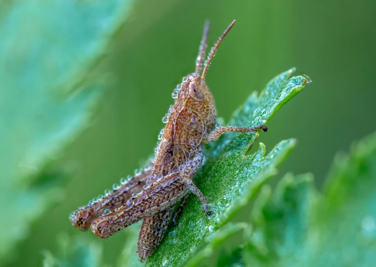 a close - up image of a light brown insect on green leaves