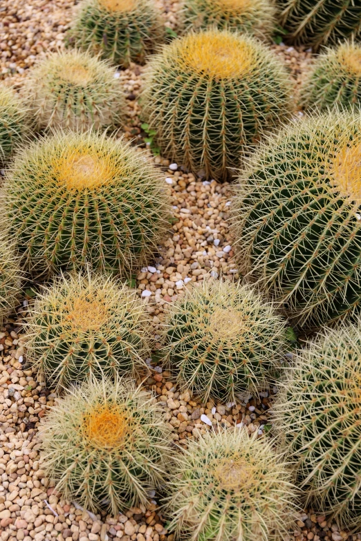 many different kinds of plants in the dirt