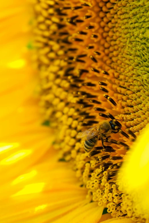 a bum is in the middle of a sunflower