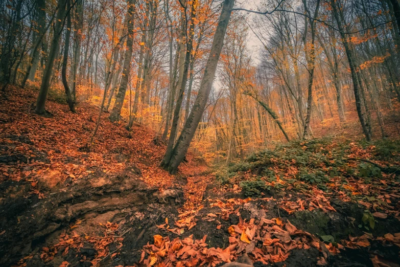 a trail winds through the trees in autumn