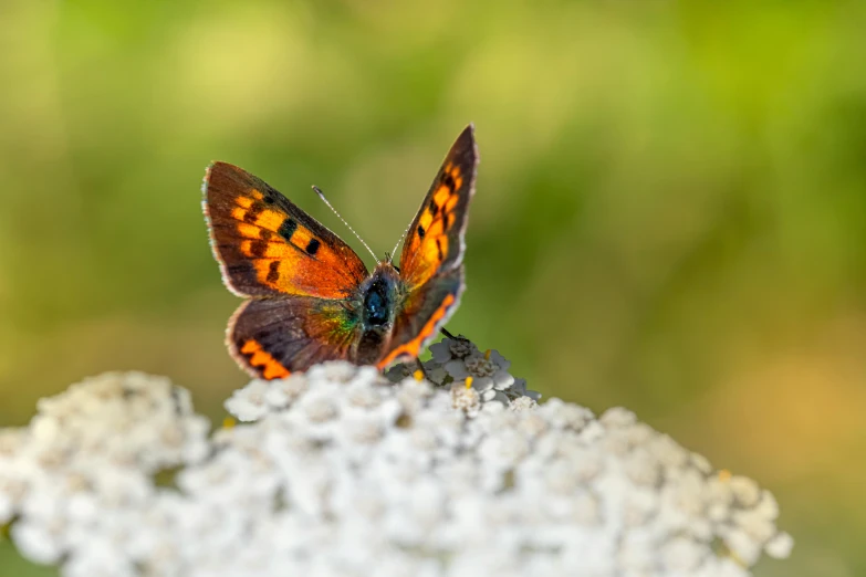 a colorful erfly with orange and black spots