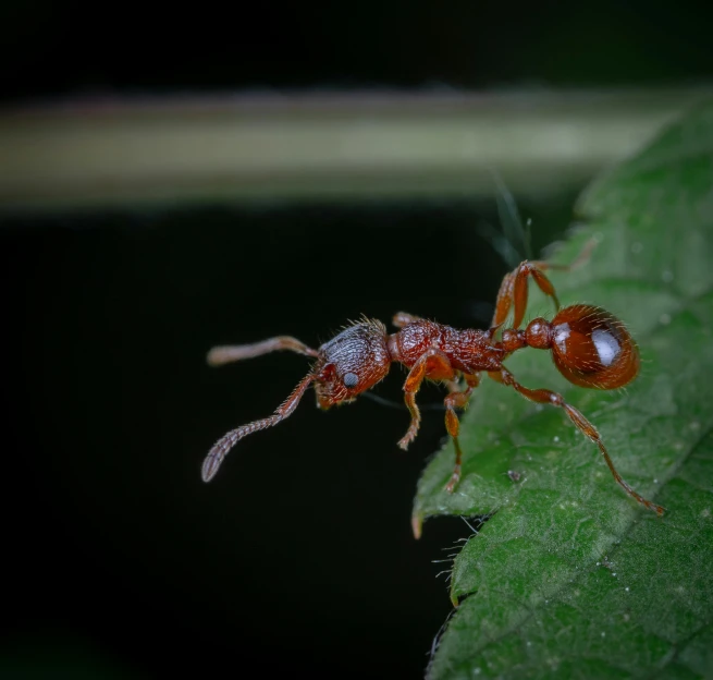 an ant sitting on top of a green leaf