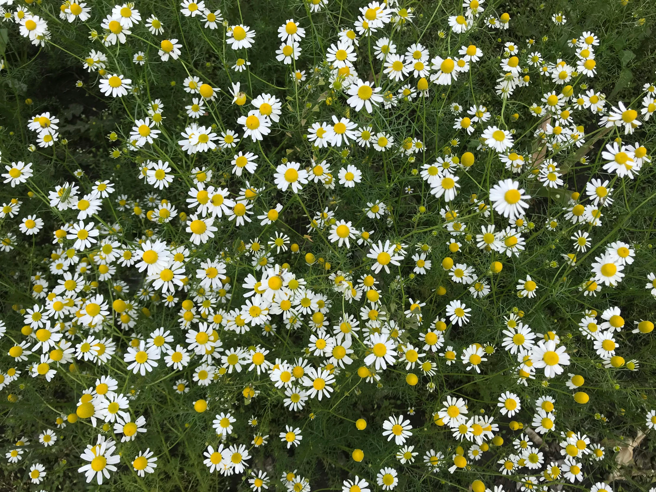 wildflowers and daisies grow close together in a field