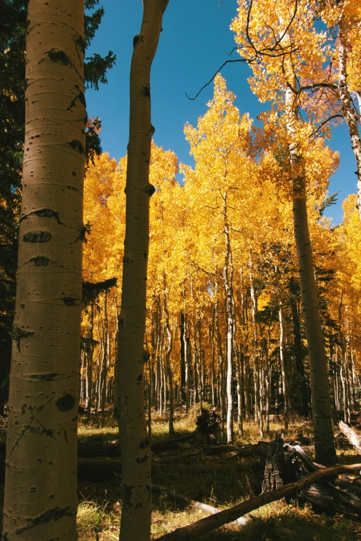 a forest is filled with lots of colorful leaves