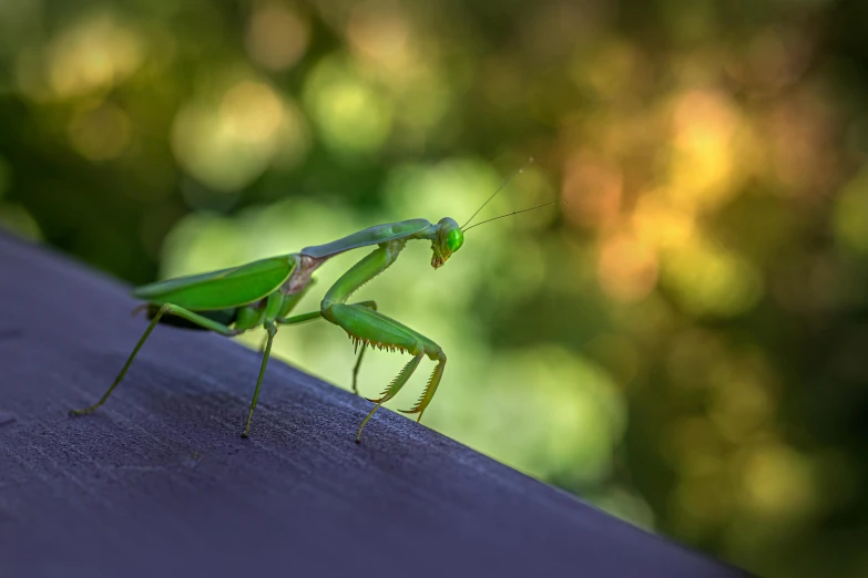 a grasshopper sitting on top of a purple fence