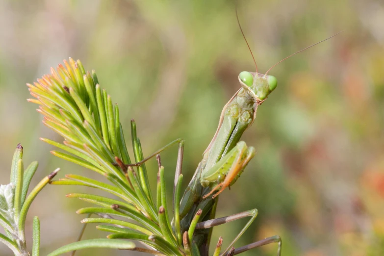 a green praying is perched on a tree limb