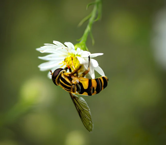 two bees are sitting on some flowers