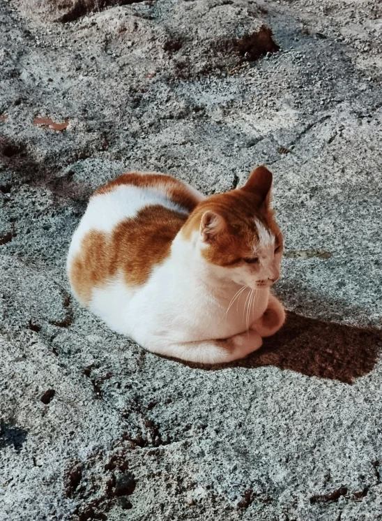 there is a cat laying on the rocks outside