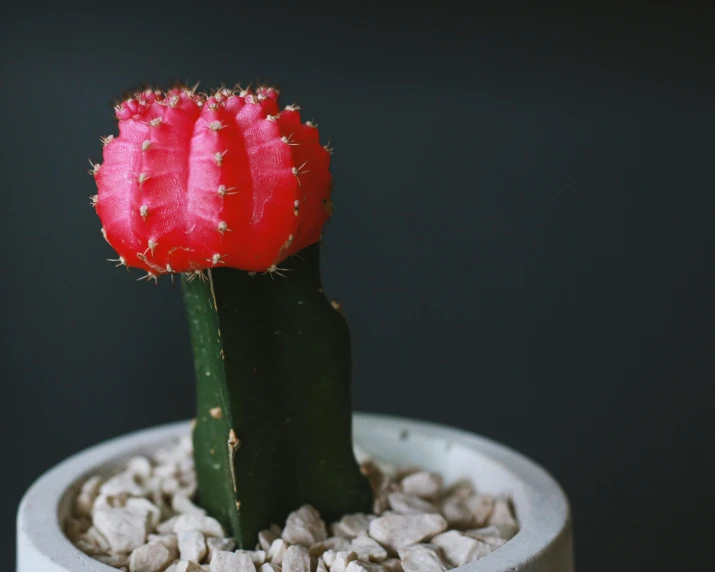 a red cactus sits in a white pot on gravel
