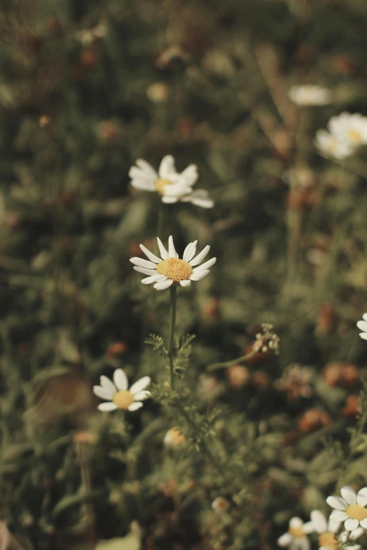 wild daisies are blooming on a bed of foliage