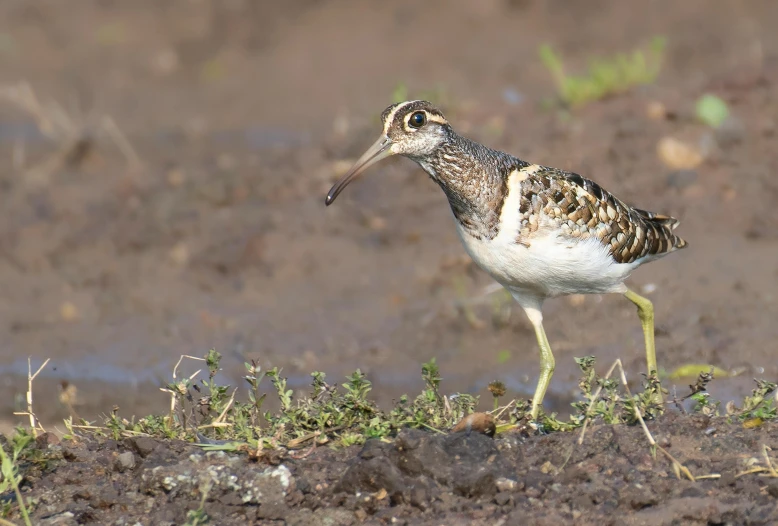 there is a small bird walking across the ground