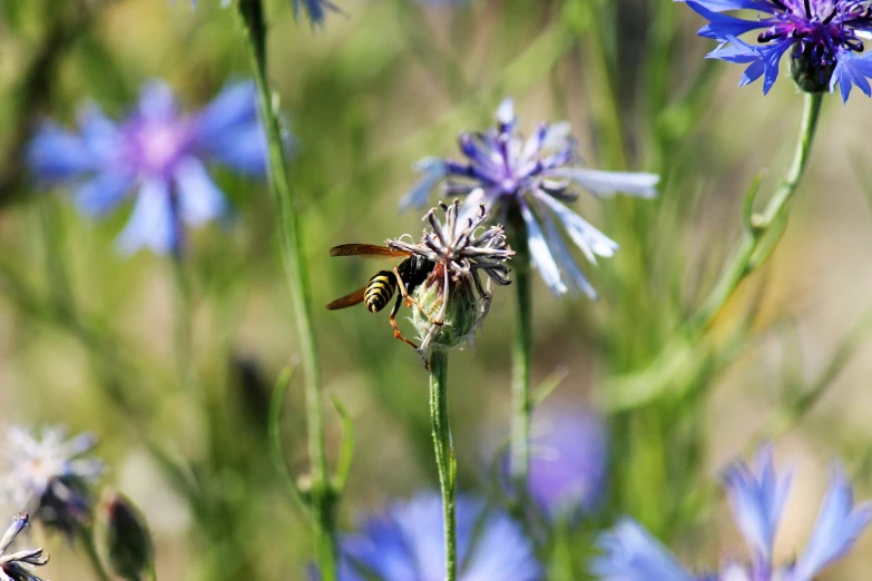 a bee is on the purple flower that looks like cornflowers