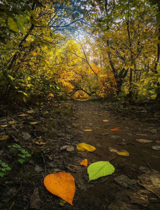 leaves on the ground near a path through some trees