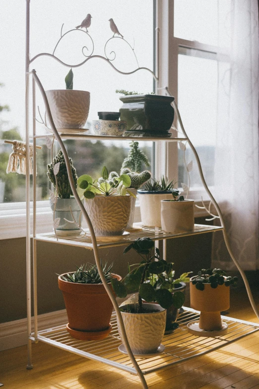 a couple of shelves with plants and plants in front of a window