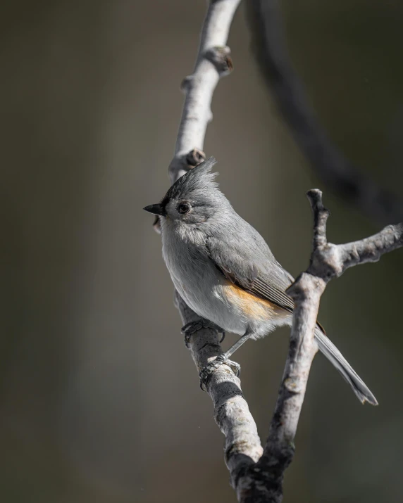 a bird perched on top of a tree nch